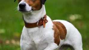 Jack russell teriér - dítě s velkou energií. Charakteristika plemene